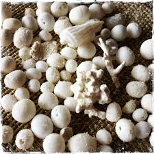 A sand dollar (echinarachnius parma) is an echinoid, a type of invertebrate animal whose skeletons—called tests—are commonly found on beaches the world over. Tiny Sand Dollar Balls Maldives Marine Life Sand Dollar Favorite Places