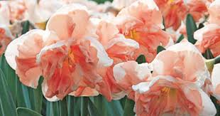 Narcissus Apricot Whirl White Flower Farm Bulb Flowers Spring Flowering Bulbs