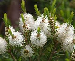 Tea Tree Essential Oil The Science Of Acne Mosquito Repelling Plants Plants Australian Native Plants