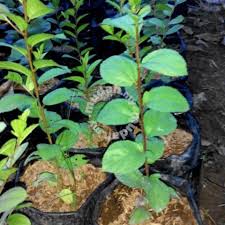 Daunnya sangat berguna bagi kesehatan dan kecantikan. Daun Bidara Garden Items For Sale In Putatan Sabah Mudah My