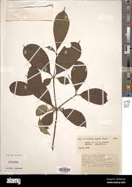 Image result for Rauvolfia mannii