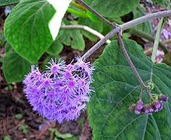 Image result for Bartlettina