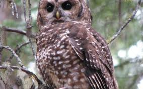 Lechuza Moteada Del Norte O Strix Occidentalis Extincion Animal 2020 $25,000.00 morovis solar ubicado en área sumamente tranquila y cerca de supermercados, escuelas y facilidades de. lechuza moteada del norte o strix