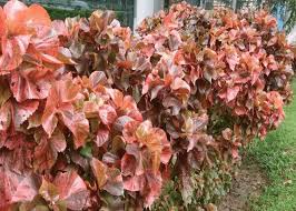 Image result for Acalypha