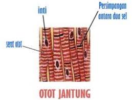 Pasien yang akan ditimbang diminta membuka alas kaki dan jaket serta mengeluarkan isi kantong yang berat seperti kunci, dll 2. Sebutkan 4 Empat Ciri Ciri Otot Jantung Pada Manusia