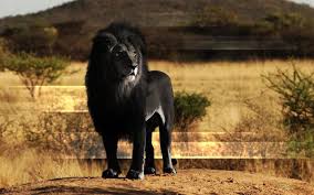 Sur Les Traces Du Lion Noir And that's what you'll find in unsplash's curated selection of lion images: sur les traces du lion noir