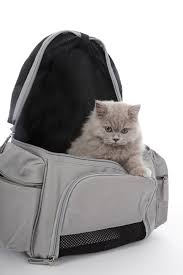Ils sont pratiques puisqu'on peut les porter à la main, ou bien à l'épaule. Quelle Cage De Transport Pour Chat Choisir Sac Ou Cage De Transport Chat Vetostore