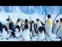 Maybe you would like to learn more about one of these? The Penguin Song Happy Birthday Youtube