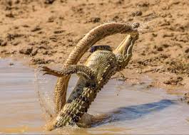 Dramatic images were captured showing a fight between gigantic crocodile and deadly snake at Yala National Park in Sri Lanka. The crocodile tosses and thrashes around in the pond, taking the Russell's