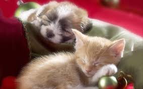 Find the perfect puppy and kitten christmas stock photos and editorial news pictures from getty images. Christmas Pupies And Kittens Wallpapers Wallpaper Cave