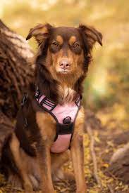 Jul 23, 2021 · doberman australian shepherd mix size, height, and weight. Here S My Pretty Mixed Girl Part Aussie Part Doberman Australianshepherd