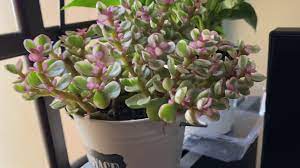 Native to south africa and mozambique, crassula ovata 'jade plant' is probably one of the most recognizable succulent plants out there. Pink Jade Plant Youtube