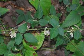 Image result for Amphicarpaea africana
