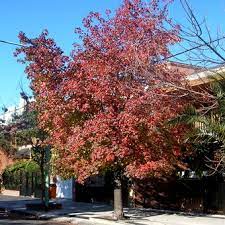 Una ciudad con color propio. Equinoccio De Otono Cuando Y A Que Hora Ocurrira En Argentina