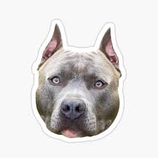 Blue nose red nose brindle pitbull puppy. Blue Nose Pit Bull Gifts Merchandise Redbubble