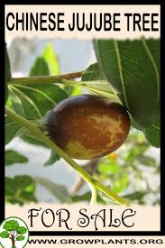 50 + cutting description : Chinese Jujube Tree For Sale Grow Plants