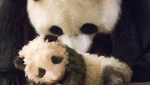 Le panda géant (ailuropoda melanoleuca) est une espèce de mammifères, habituellement classée dans la famille des ursidés (ursidae), endémique de la chine centrale. Zoo De Beauval Bientot Un Bebe Panda