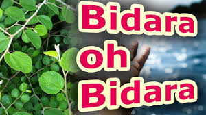 Kemudian panaskan air dan rebus bersama remasan daun bidara kering Khasiat Daun Bidara By Ruqyah Syar Iyyah