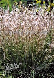 Image result for Andropogon