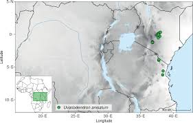 Image result for Polyceratocarpus gossweileri