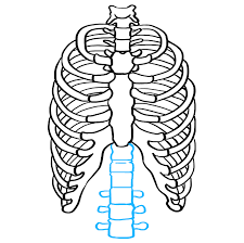 7 interesting facts about the thoracic cage. How To Draw A Rib Cage Really Easy Drawing Tutorial