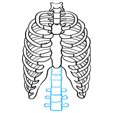 To search on pikpng now. How To Draw A Rib Cage Really Easy Drawing Tutorial