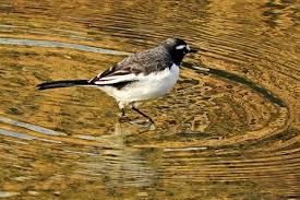 たじみ百景 多治見の野鳥セグロセキレイ水辺だけでなく色々なところで見かけます たじみ百景 tajimi100k 多治見 土岐川 野鳥 セグロセキレイ たじみ発見インスタグラム展 findtajimi a2tajimi tajimihot tajimi life animals bird hot