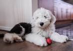 Old English Sheepdog Puppies for Sale | Greenfield Puppies