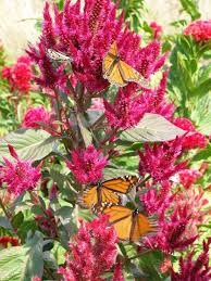 Monarch Butterflies Attracted To Tall Plumed Celosias At The Arnosky Family Farm Blanco Tx