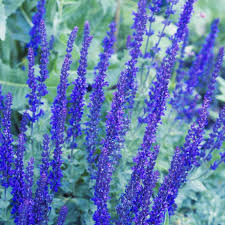 They are versatile and can be grown in. 14 Best Landscape Plants With Purple Flowers