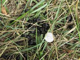 Check spelling or type a new query. Identify Poo The Wildlife Trusts
