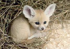 Check Out What I Pinnedbaby Animals Pictures With Names Funny Animal Pictures Animals Beautiful Baby Animals Funny