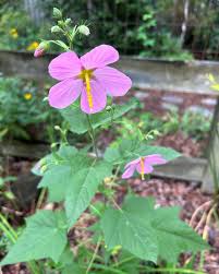 Image result for Kosteletzkya grantii