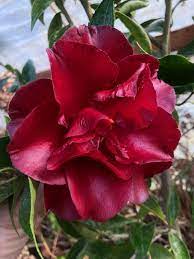 Camellia japonica 'black prince' photograph by joe barnett, cc. Camellia Japonica Black Magic Xera Plants