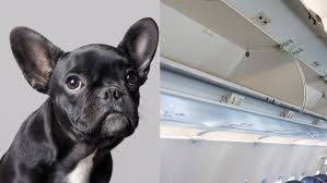 United Airlines Again Not An Accident This Must Stop Flight Attendant Airline Attendant Dogs
