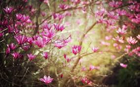 Download 1440x2560 wallpaper beautiful, amoled pink flower, minimal, qhd samsung galaxy s6, s7, edge, note, lg g4, 1440x2560 hd image, background, 26977. Free Download Dark Pink Spring Flower Wallpapers 2560x1600 1077239 2560x1600 For Your Desktop Mobile Tablet Explore 44 Pink Spring Flower Wallpaper Pink Flower Wallpapers Pink Flowers Wallpapers For Desktop