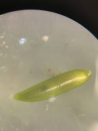 Image result for Najas