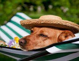Dog Friendly Accommodation In Cape Town Places You Can Take The Whole Family Aggressive Dog Dogs Dog Top