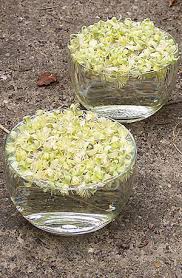 Maybe you would like to learn more about one of these? Clematis Bach Flower Remedy