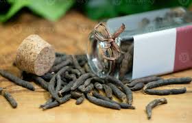 Image result for Xylopia