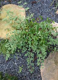 Image result for Pellaea boivinii