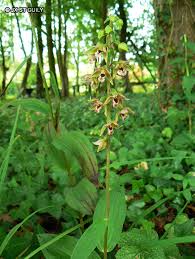 Image result for Epipactis africana