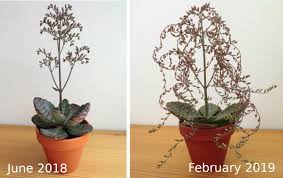 Image result for Kalanchoe humilis