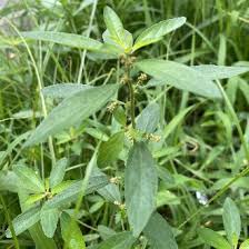 Image result for Acalypha polymorpha