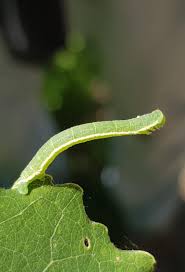 Image result for Trichopteryx