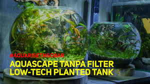 Tanaman yang memiliki bentuk mirip rumput biasa di sekitar rumah ini, bisa tumbuh cepat di dalam akuariu, dan menyebar hingga setinggi 5 meter. Aquascape Tanpa Filter Low Tech Planted Tank Youtube