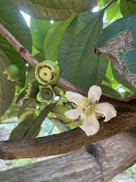 Image result for Bellucia pentamera