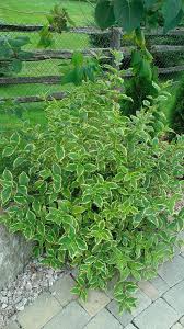 The sonic bloom series of weigela are the 2019 flowering shrubs of. Shrub Id And Question About Sonic Bloom Weigela