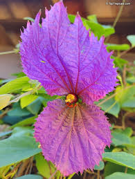 Image result for Dalechampia capensis