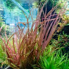 Image result for Blyxa aubertii